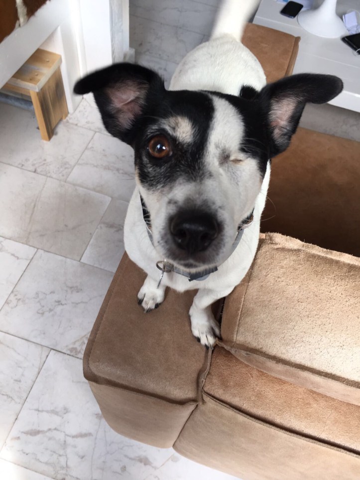 Jack Russelltje staand op de bankleuning, met 1 oogje