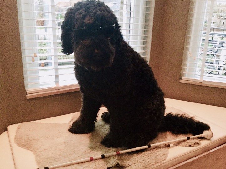 Hutch met donkere bril en rood / witte stok op een bankje