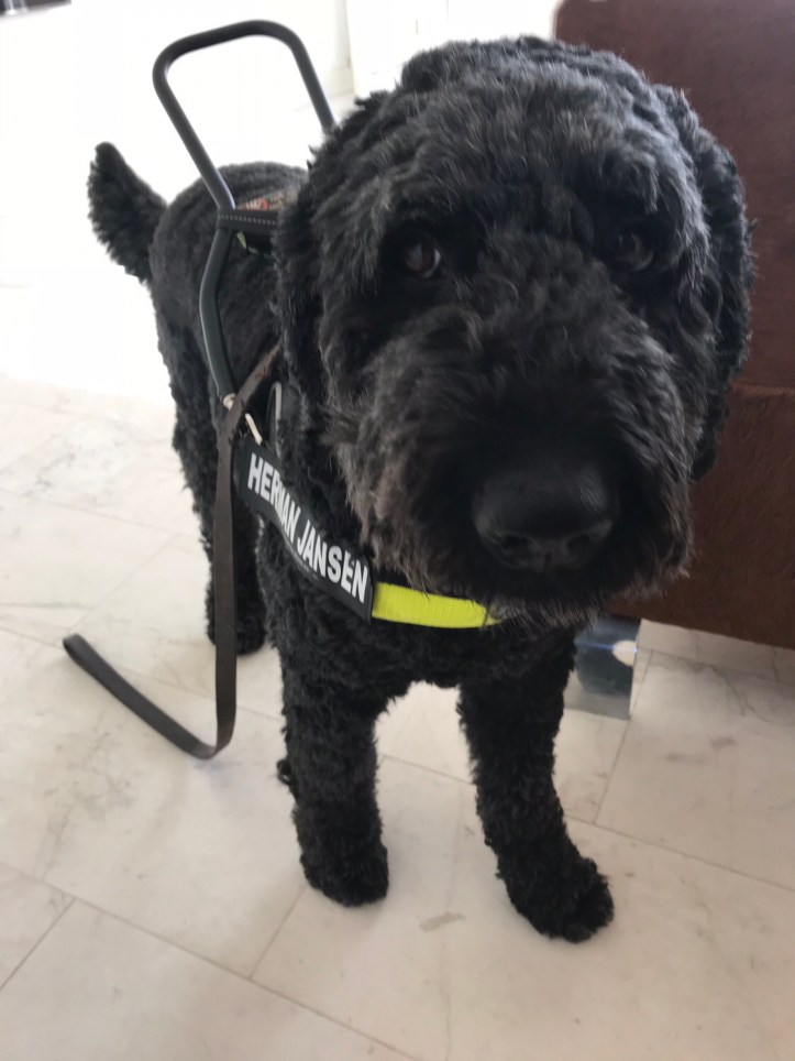 Hutch staat recht op, op zijn tuig het label van de school (Herman Jansen)