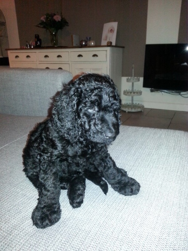 Op de foto Hutch als 7 weken oude pup