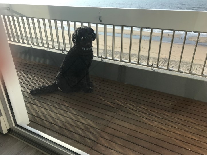 20190213_145446031_iOS