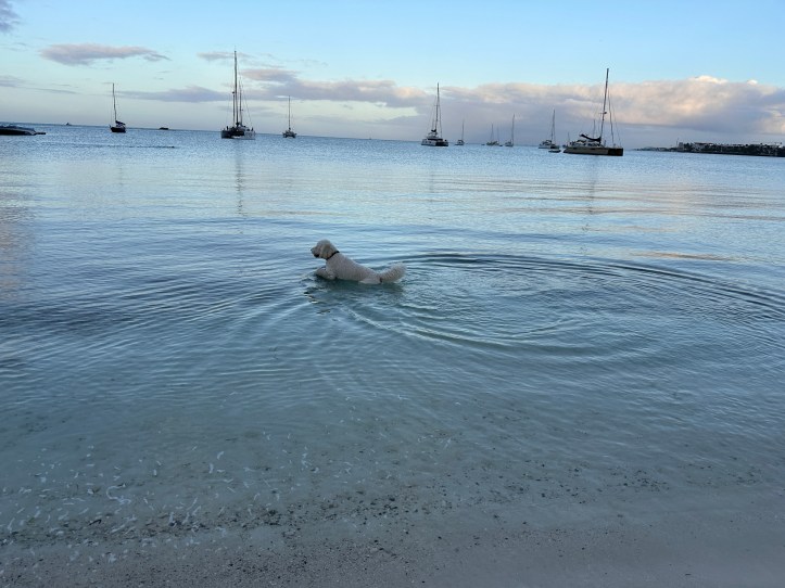 Percy lekker in de zee