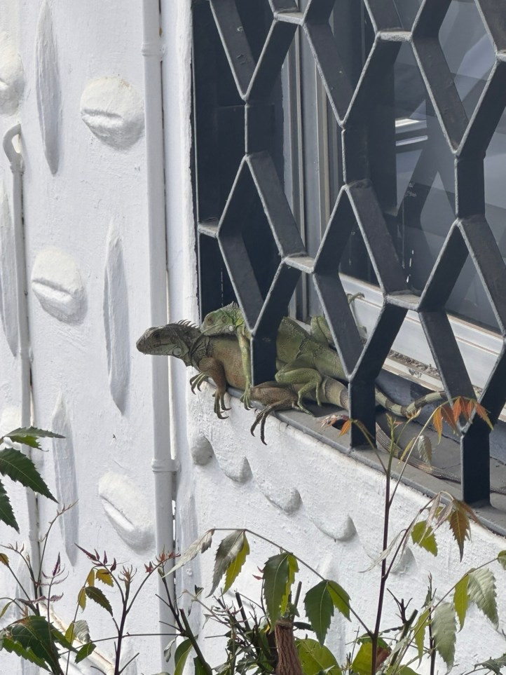 2 leguanen op elkaar in de vensterbank