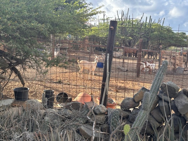 een huis verderop met geiten, paarden en kippen in de tuin