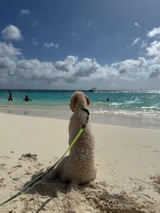 Percy zittend op het strand kijkend over de zee