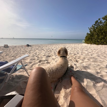 lekker luieren op het strand. Percy heeft net gezwommen en kijkt uit over de zee